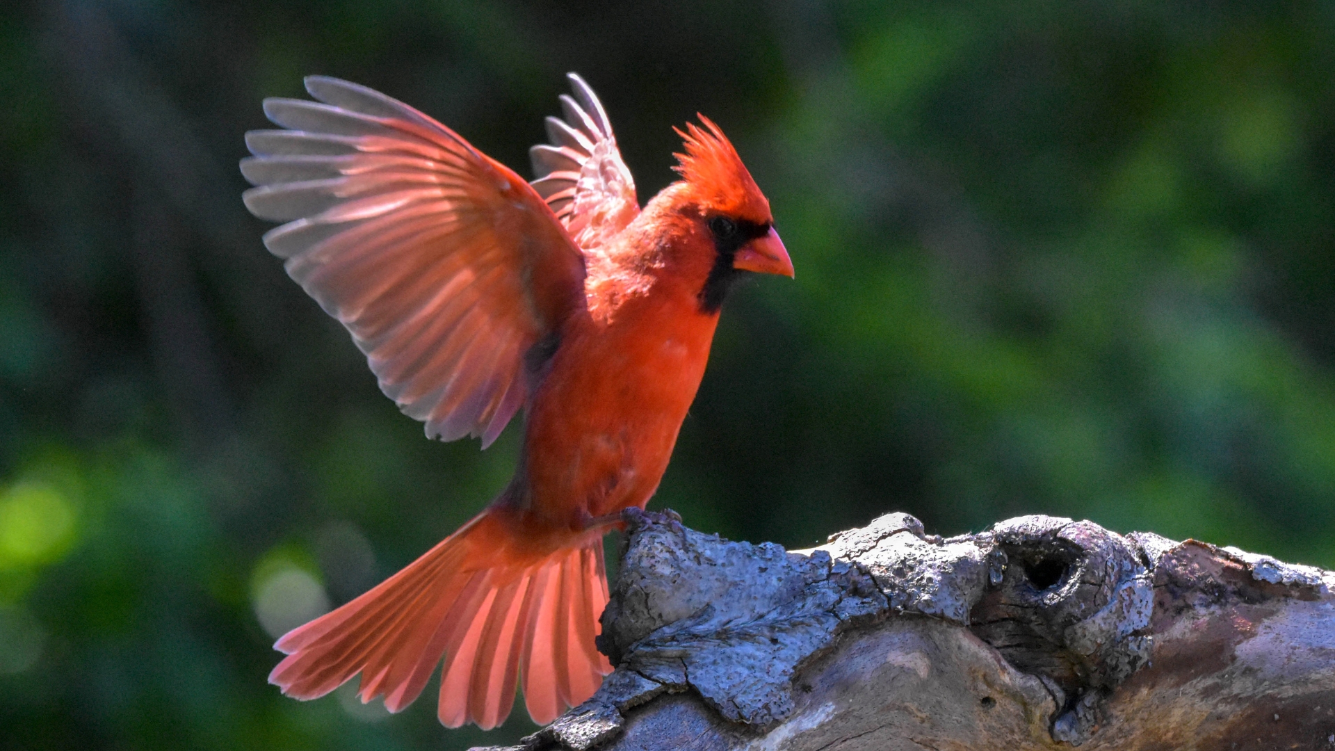 19 Super-Easy Ways To Invite Cardinals Right To Your Doorstep