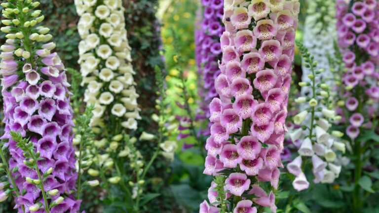 foxglove flowers