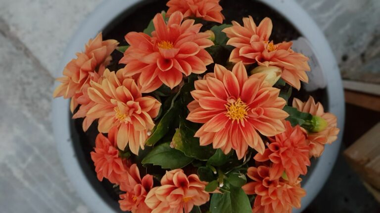dahlias in a pot