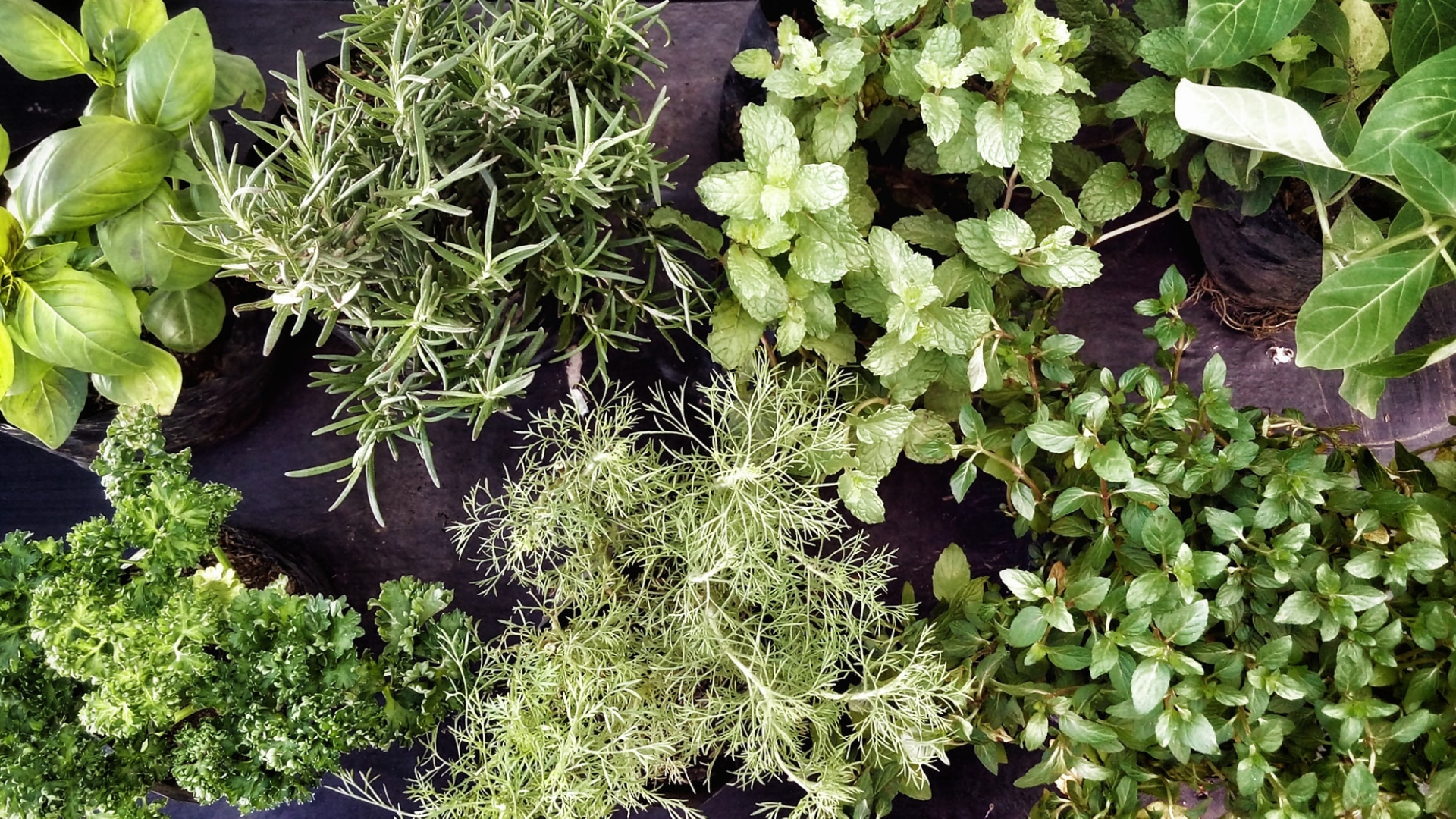 19 Top Tips To Banish Garden Pests For Good (And Keep Your Plants Healthy Year-Round)