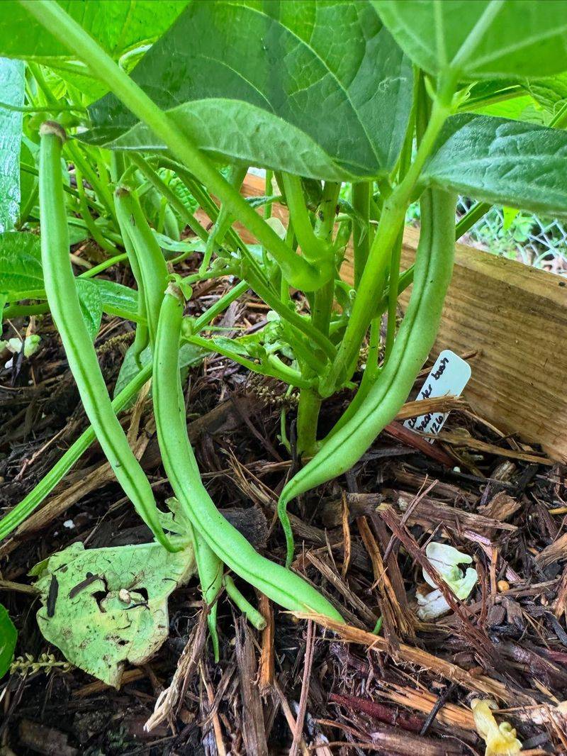Bush Beans