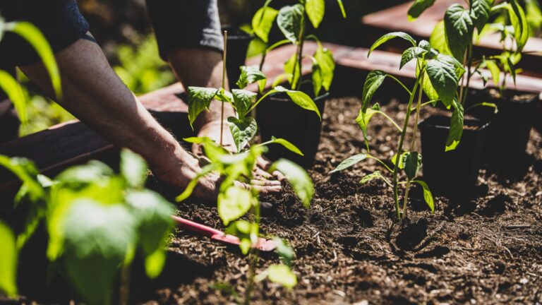 gardener transplants a vegetable