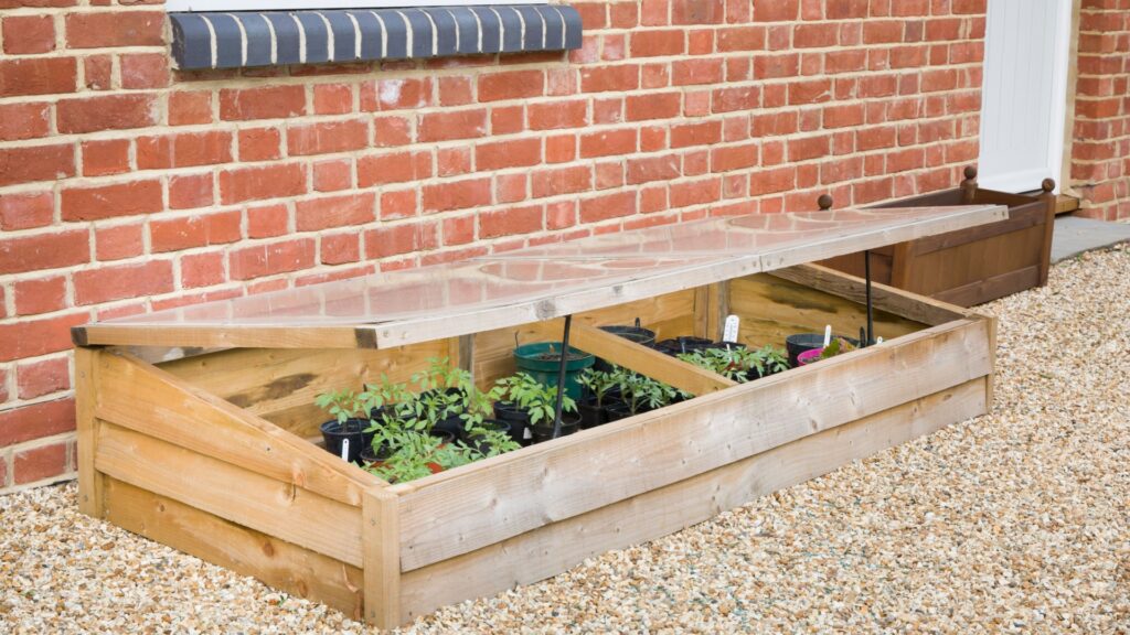 tomatoes in a cold frame