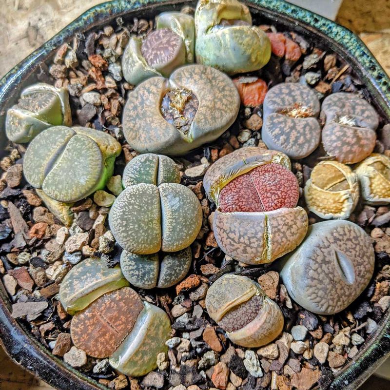 3. Living Stones
