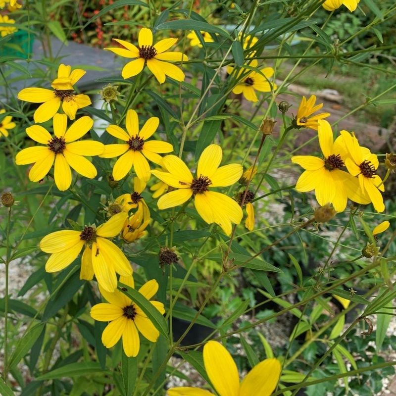 3. Sunny Yellow: Coreopsis And Black-Eyed Susan