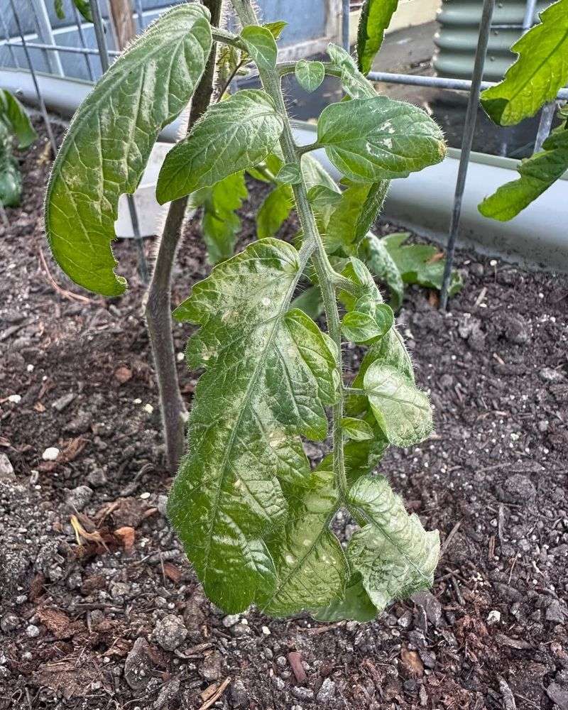 3. Yellowing Or Browning Leaves
