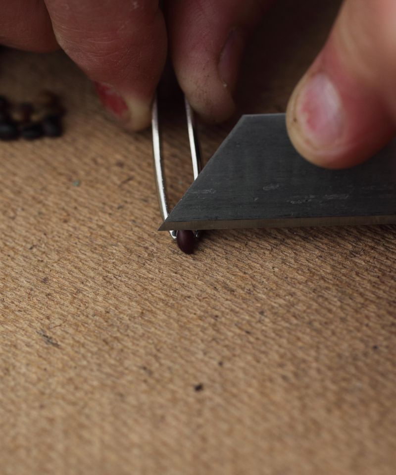 3. Scarify Tough Seed Coats For Better Germination