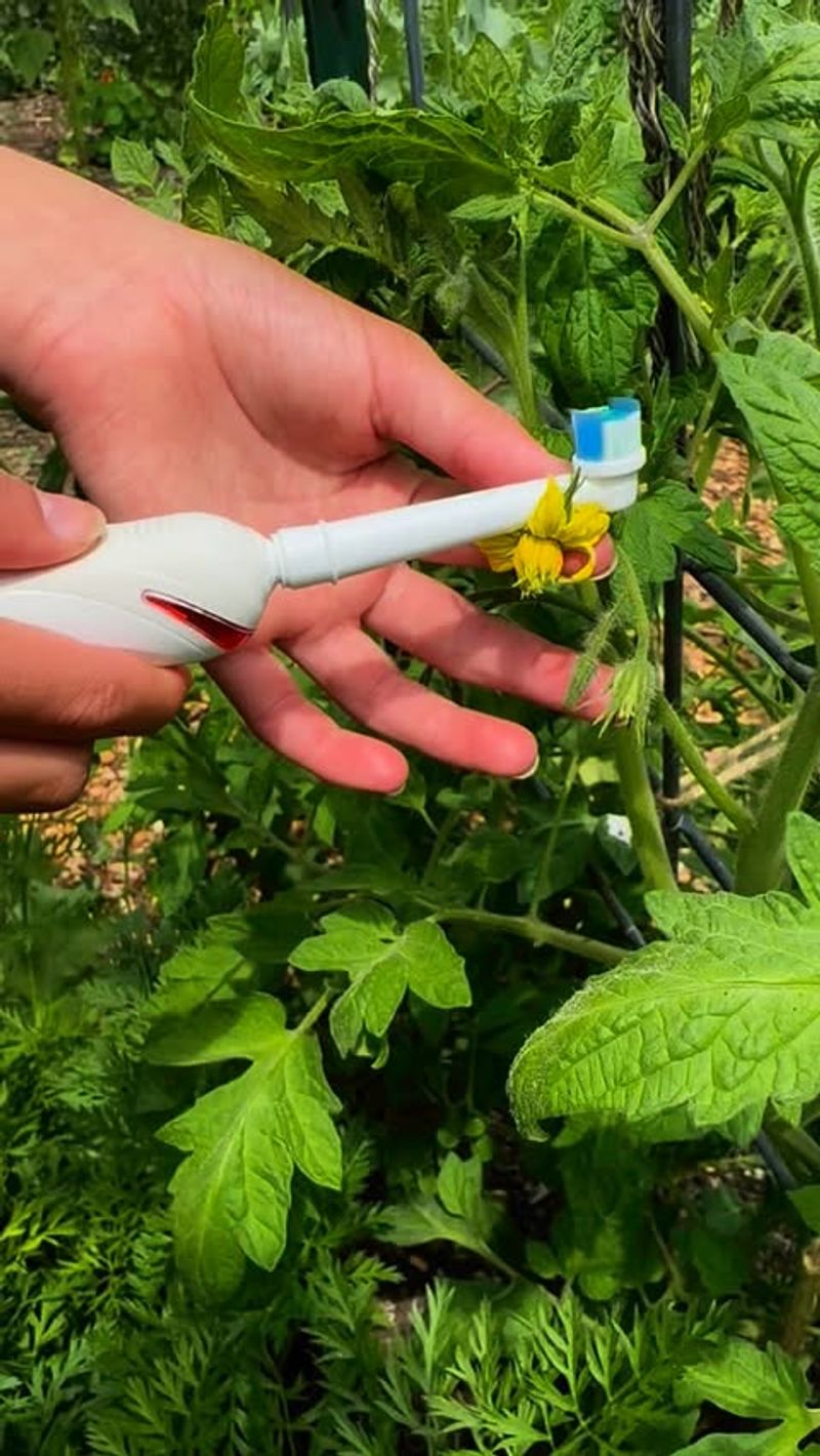 3. Insufficient Pollination