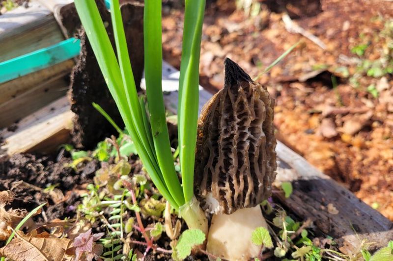 3. Create The Perfect Growing Bed