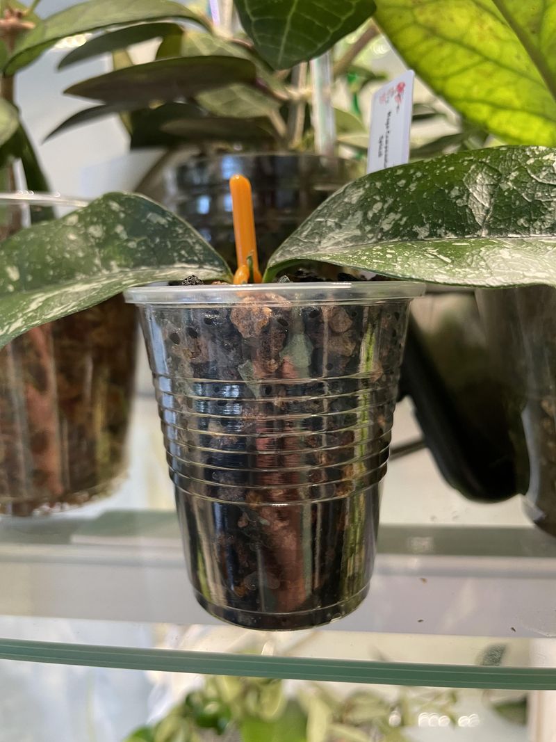 3. Use Self-Watering Containers