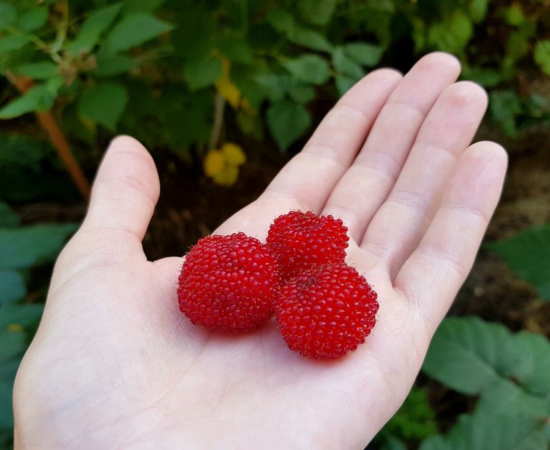 3. Espaliered Cane Berries