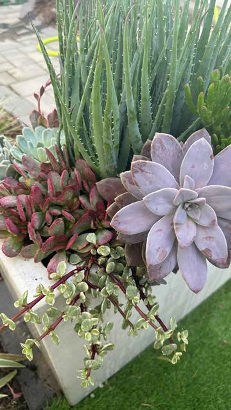 3. Succulents: Desert-Inspired Elegance