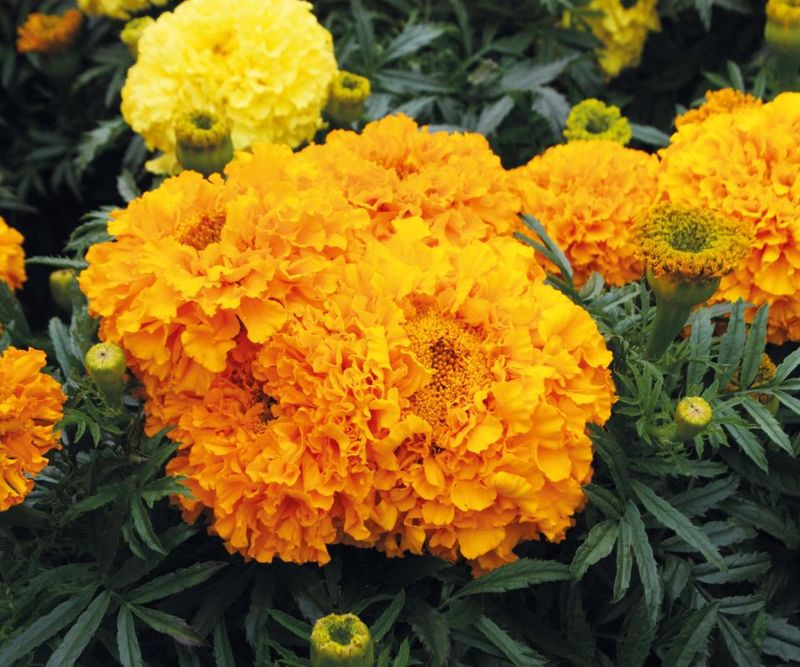 3. Marigolds