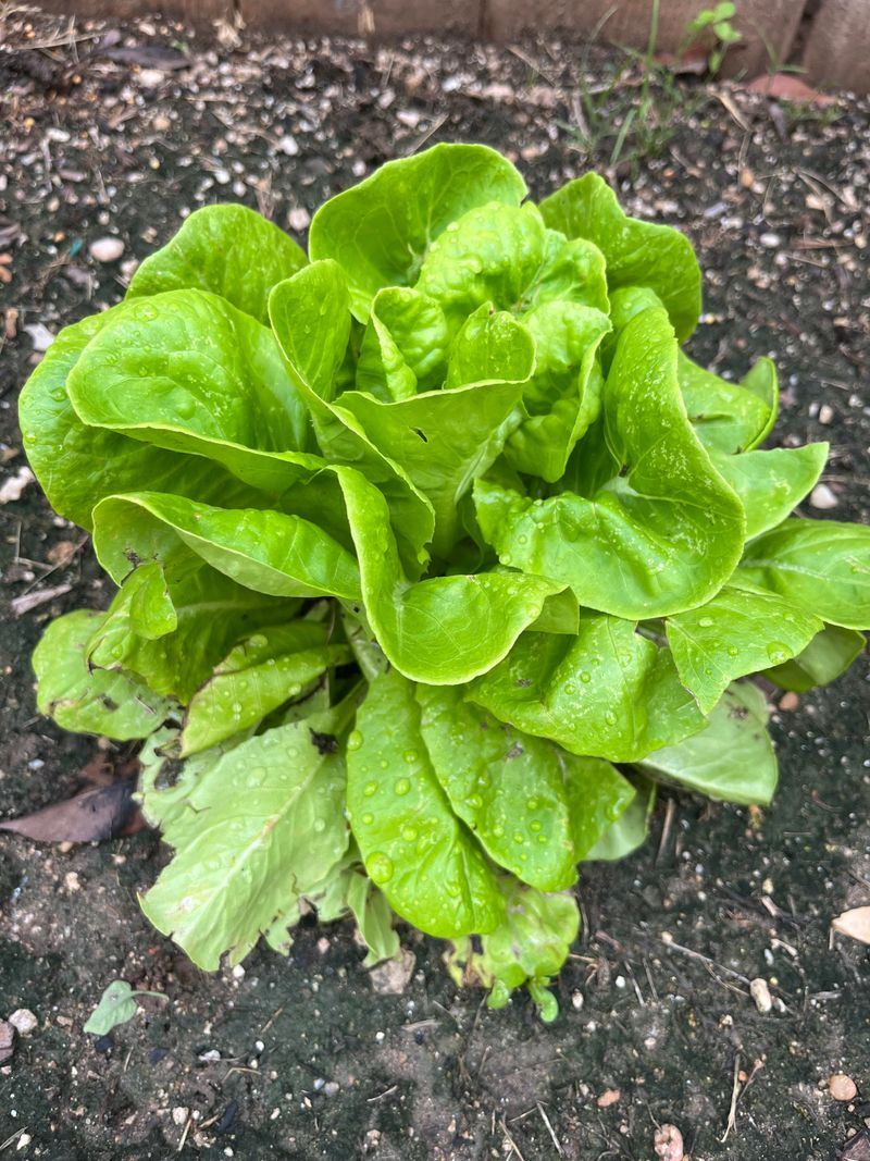 3. Lettuce - Summer's Bitter Enemy