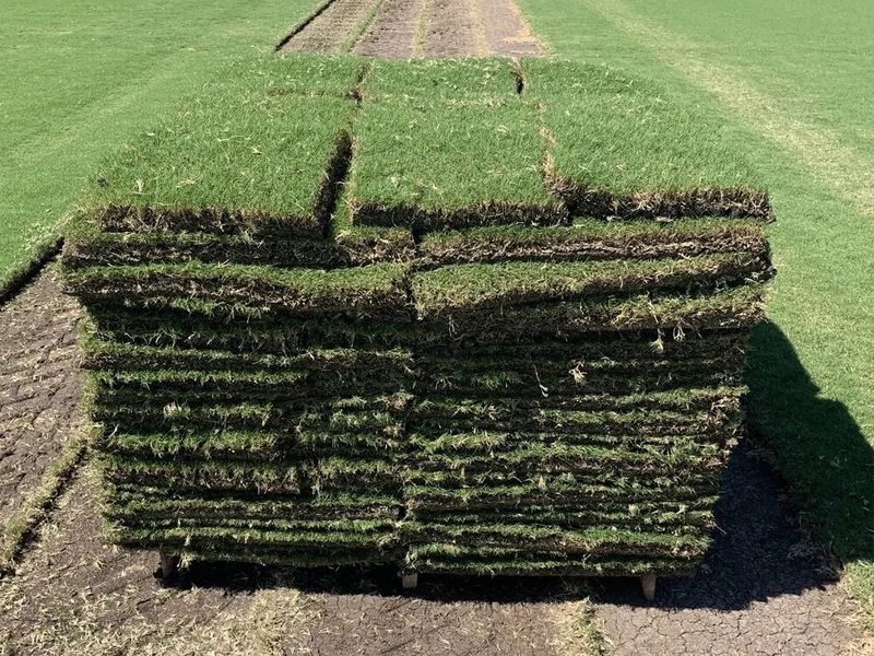 3. Choosing The Wrong Sod Variety