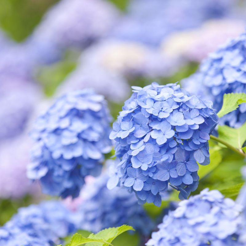 3. Blue Hydrangea