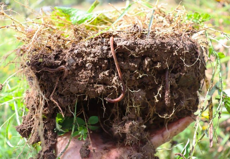 3. Improve Soil Drainage