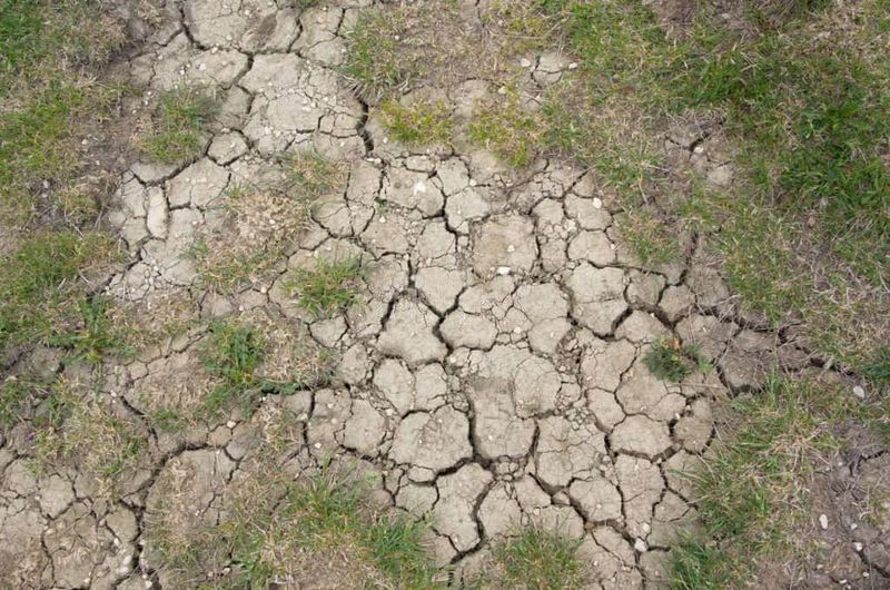 3. Soil Becomes Hard And Compacted