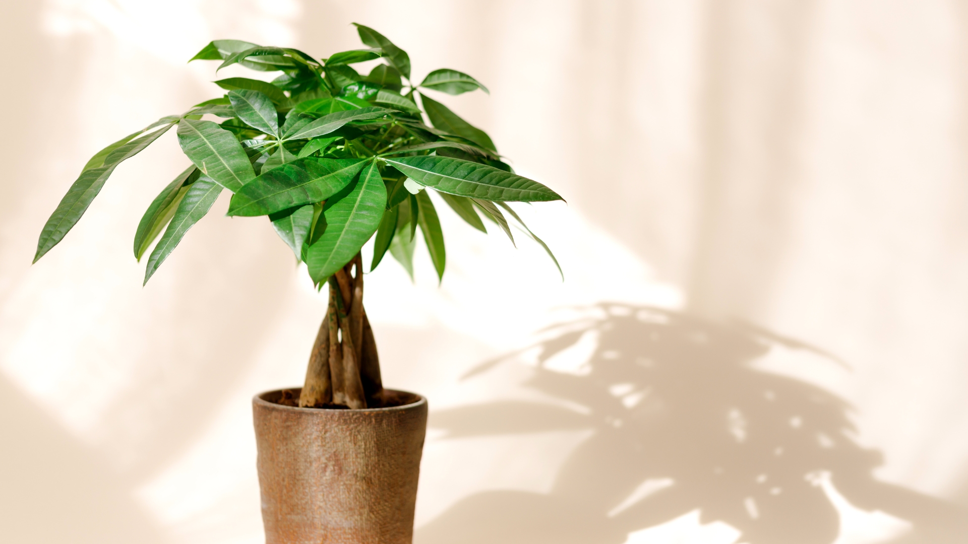 20 Air-Purifying Trees Perfect For Growing In Containers (And Tips To Keep Them Healthy)