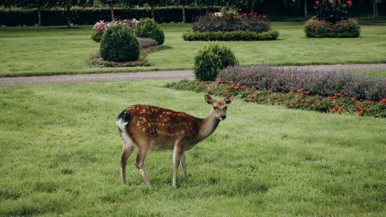 deer in yard
