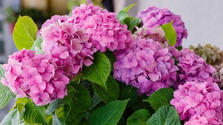 hydrangea plant