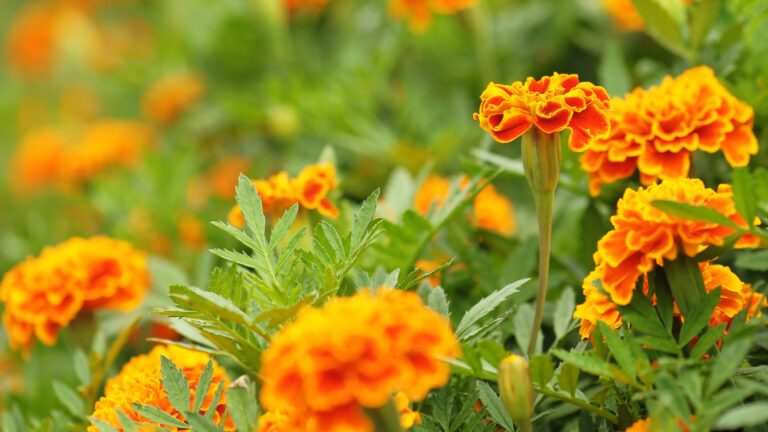 marigolds