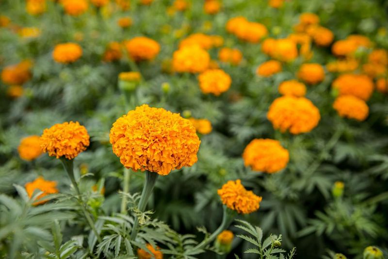Marigolds