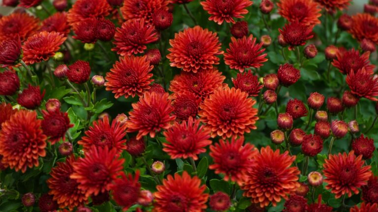 Chrysanthemums