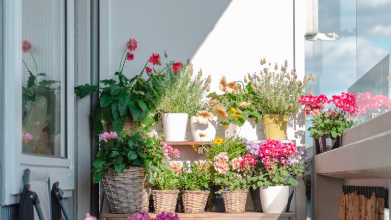 Balcony plants