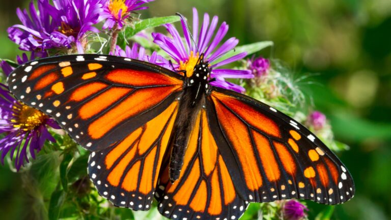 Butterfly Monarch