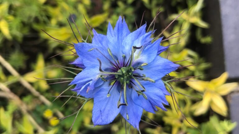 Love-in-a-Mist