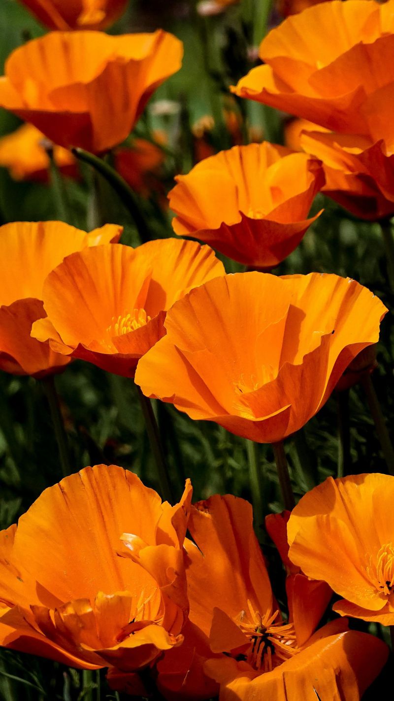 California Poppies