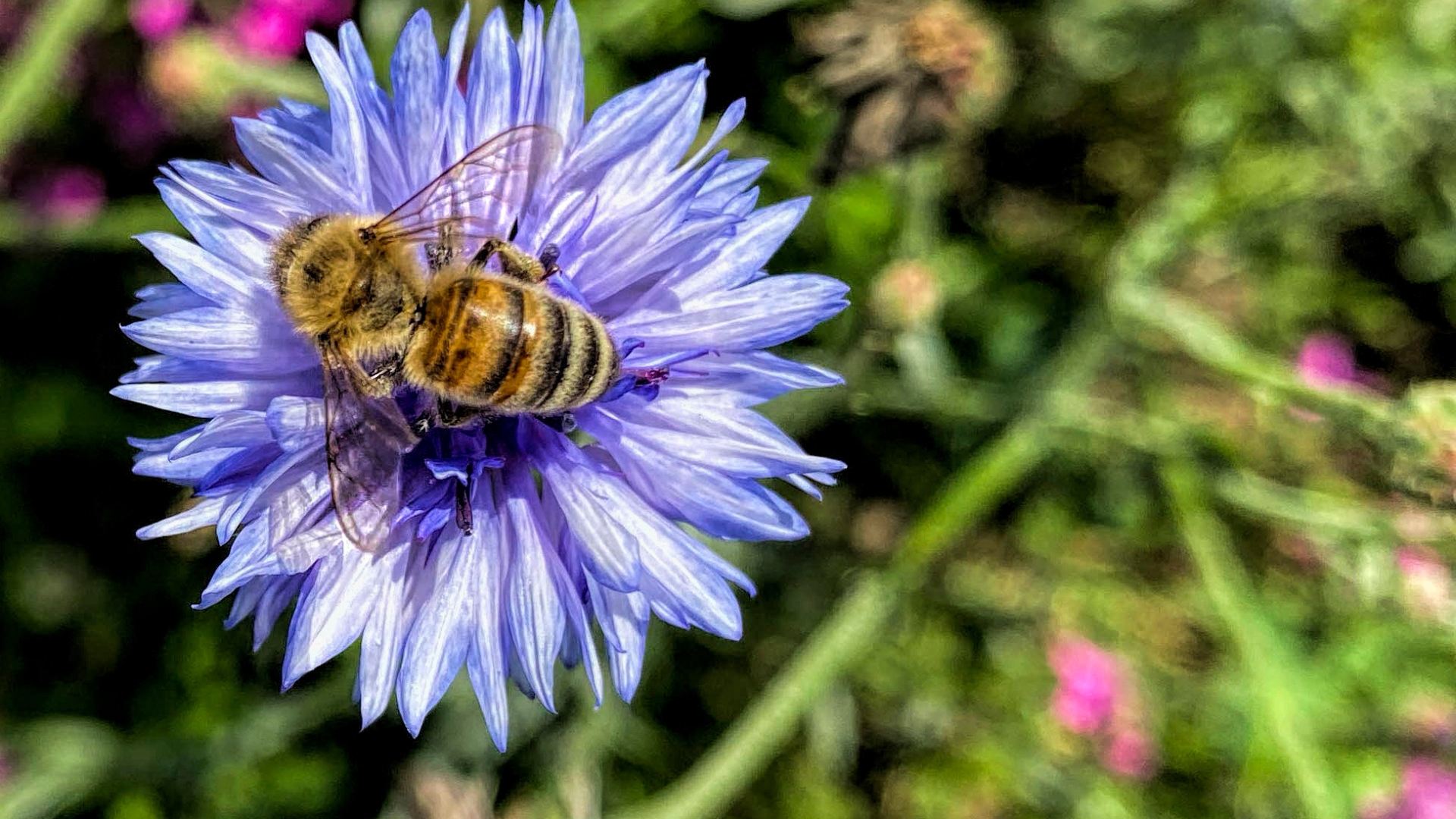 20 Colorful Pollinator Plants For A Rainbow Garden (Plus Tips To Keep It Blooming All Season)