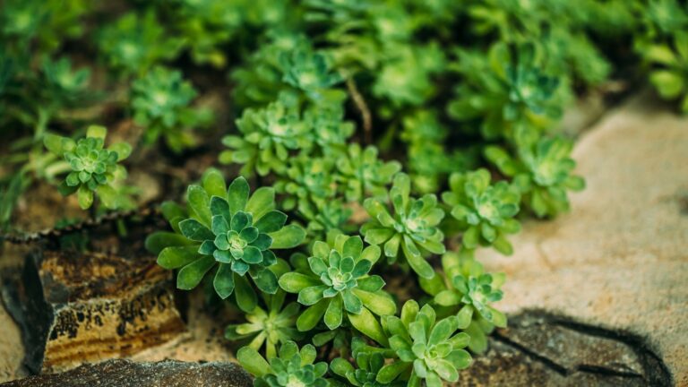 sedum ground cover