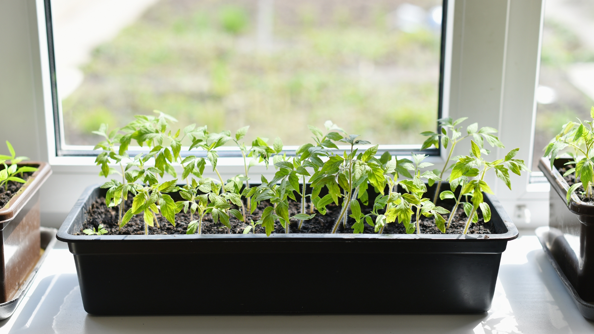 20 Edible Plants That Grow Well In Shade (And Thrive On Patios And Balconies Too)