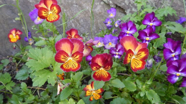 Pansies