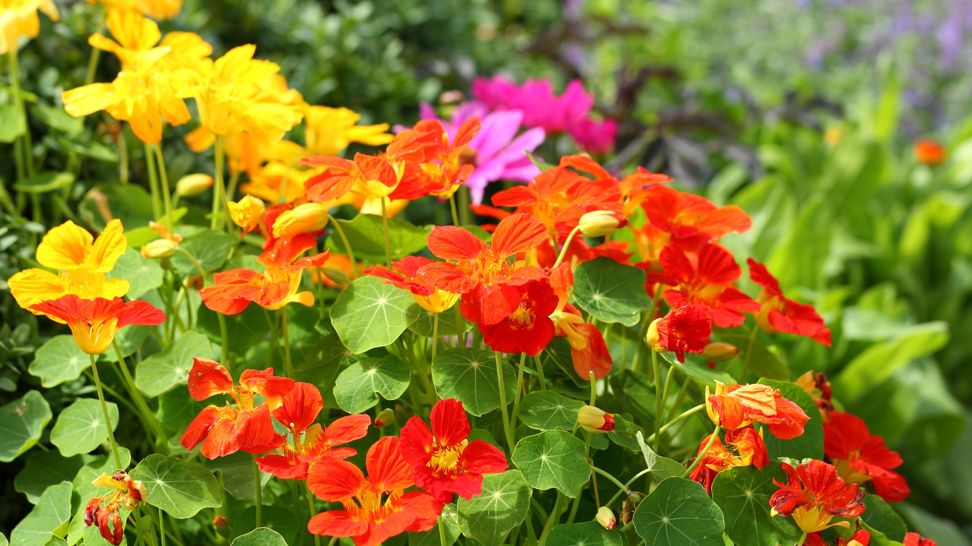 20 Fast-Growing Flowers Perfect For Late Starters (And How To Make Them Thrive)