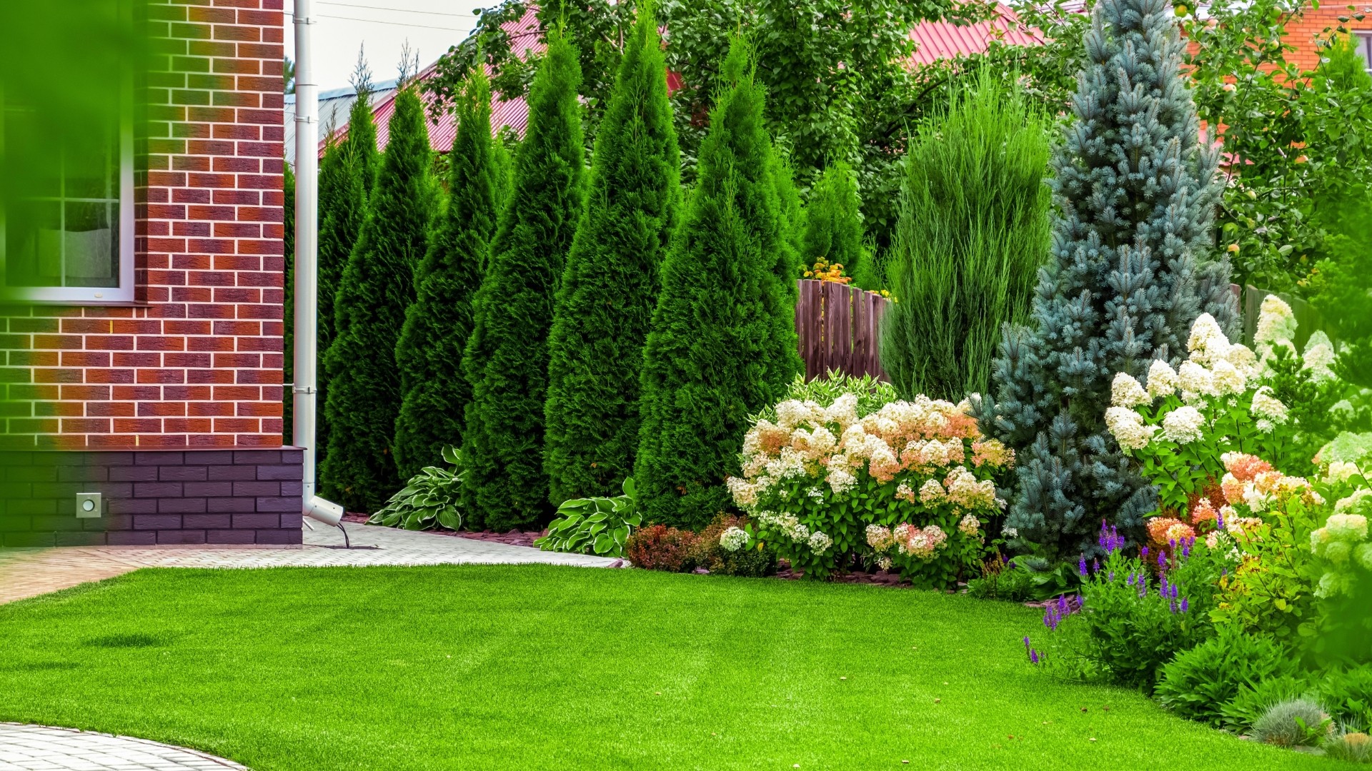 20 Fast-Growing Privacy Trees That Instantly Transform Your Yard (And Create A Peaceful Retreat Outdoors)