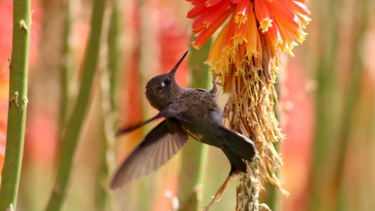 Hummingbirds