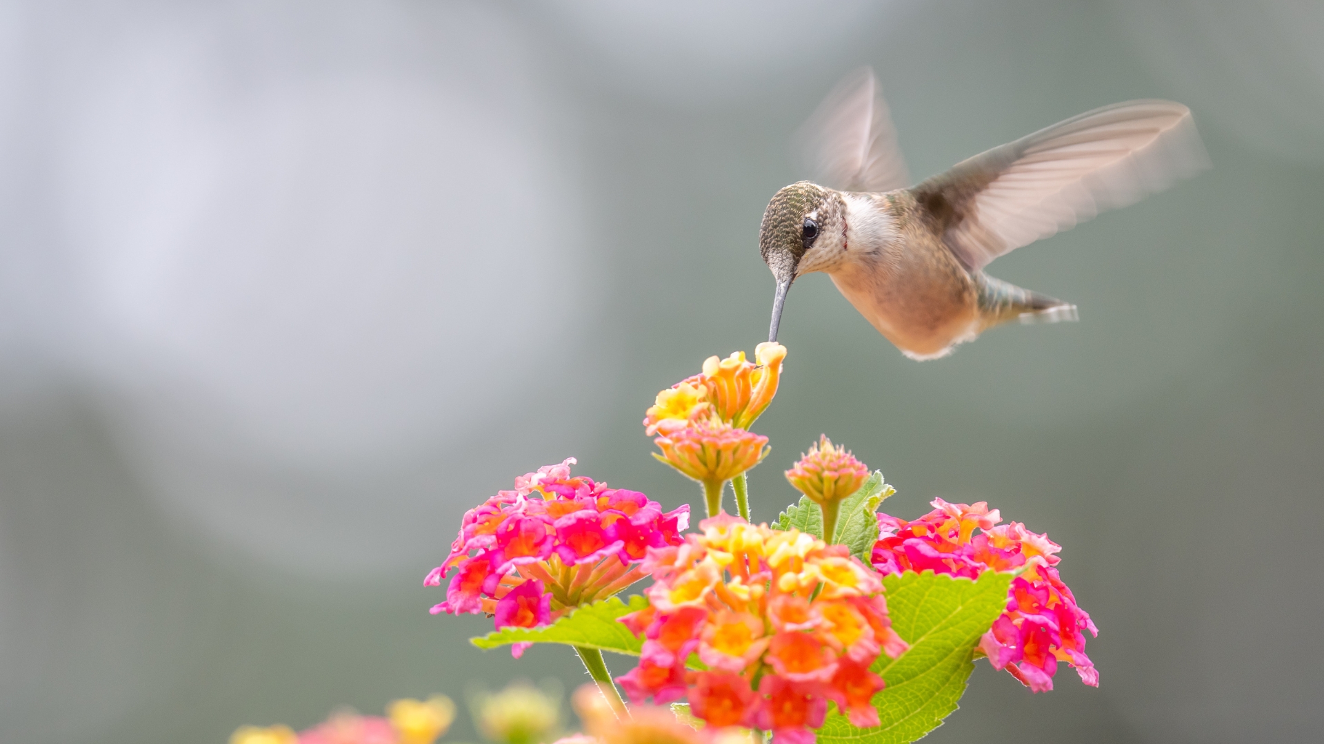 20 Flowers That Attract Hummingbirds In Texas Gardens (Plus What Makes Them So Irresistible)