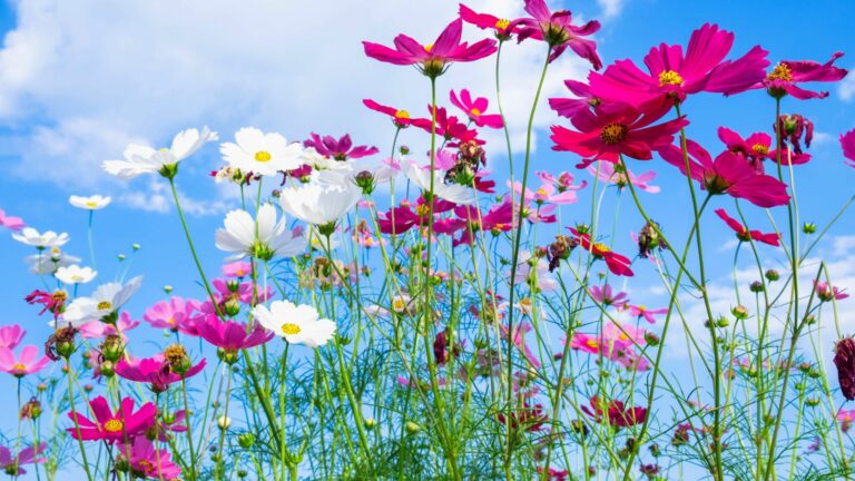Cosmos Flowers Against the Blue Sky