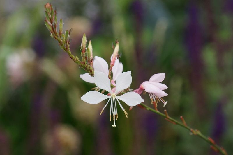 Gaura (Whirling Butterflies)