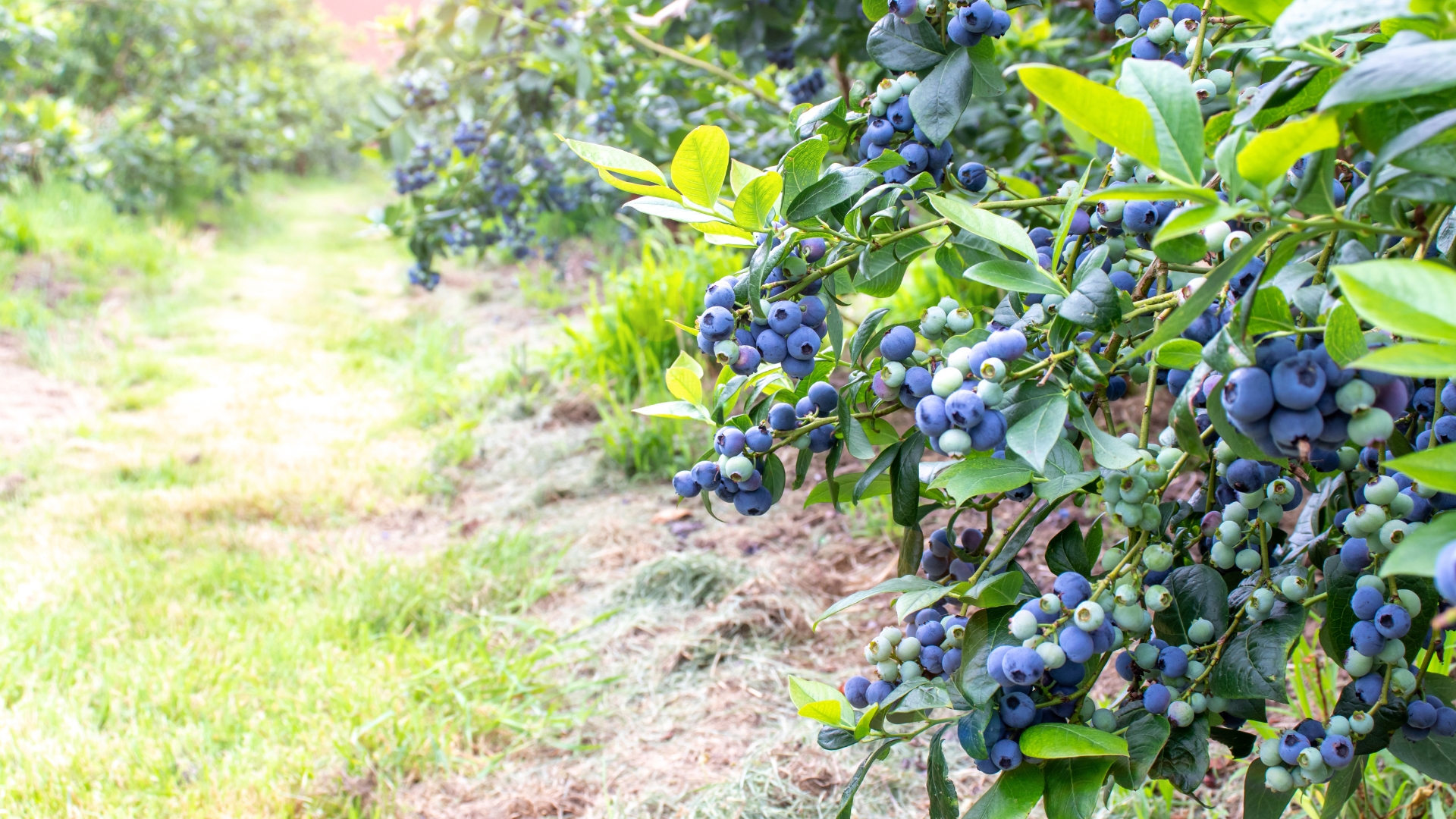 20 Fruit-Bearing Shrubs Perfect For Fences And Hedges (And How To Grow Them Well)