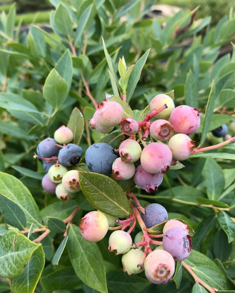Blueberry