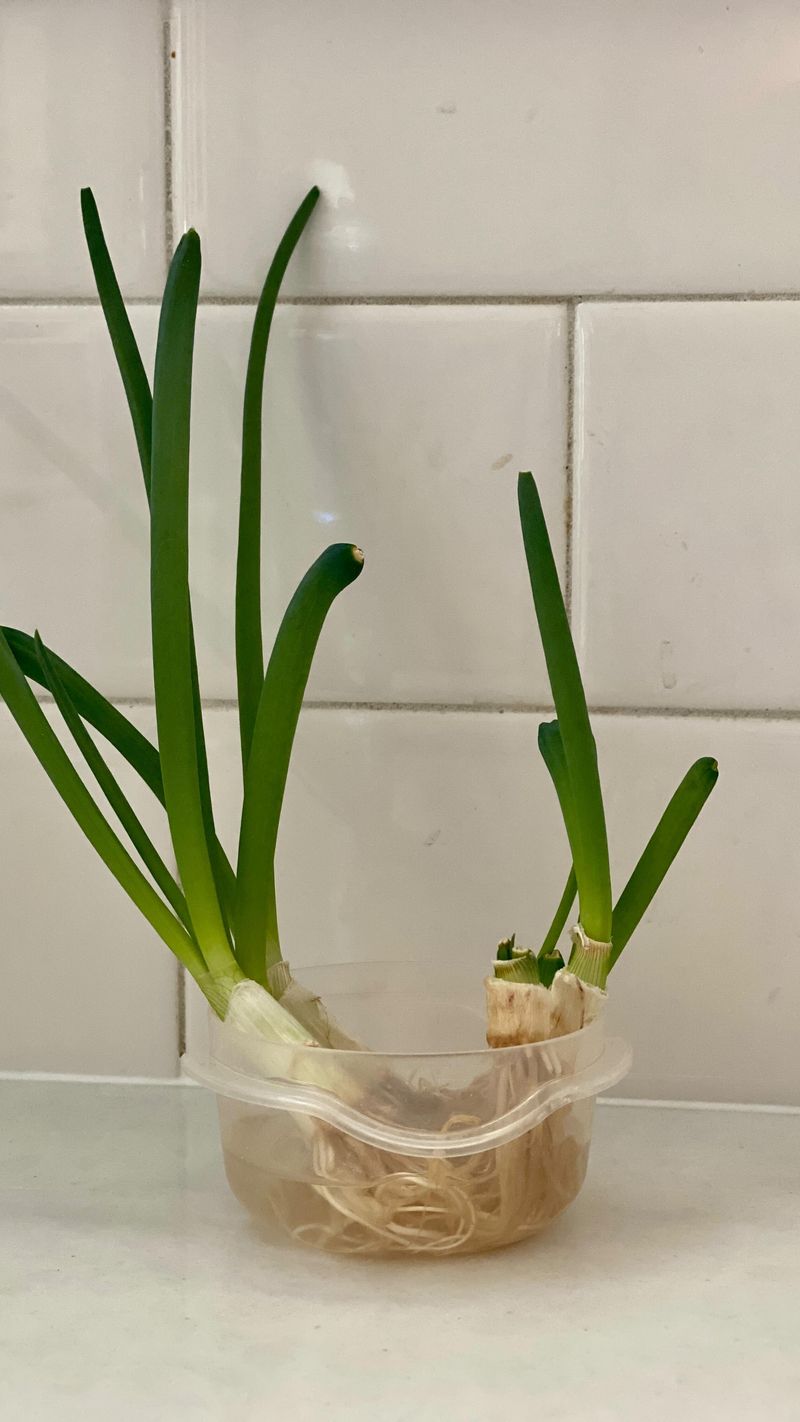 Green Onions