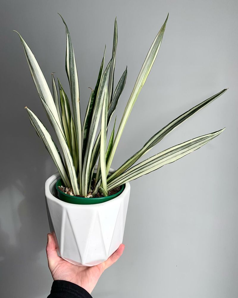 Snake Plant