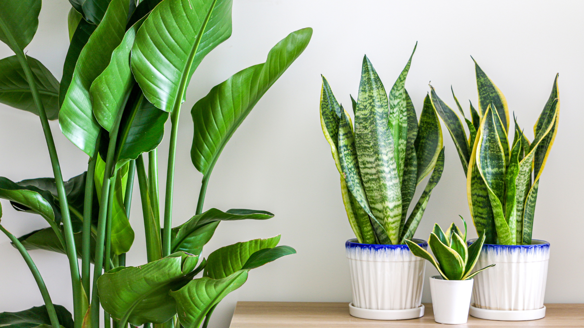snake plant
