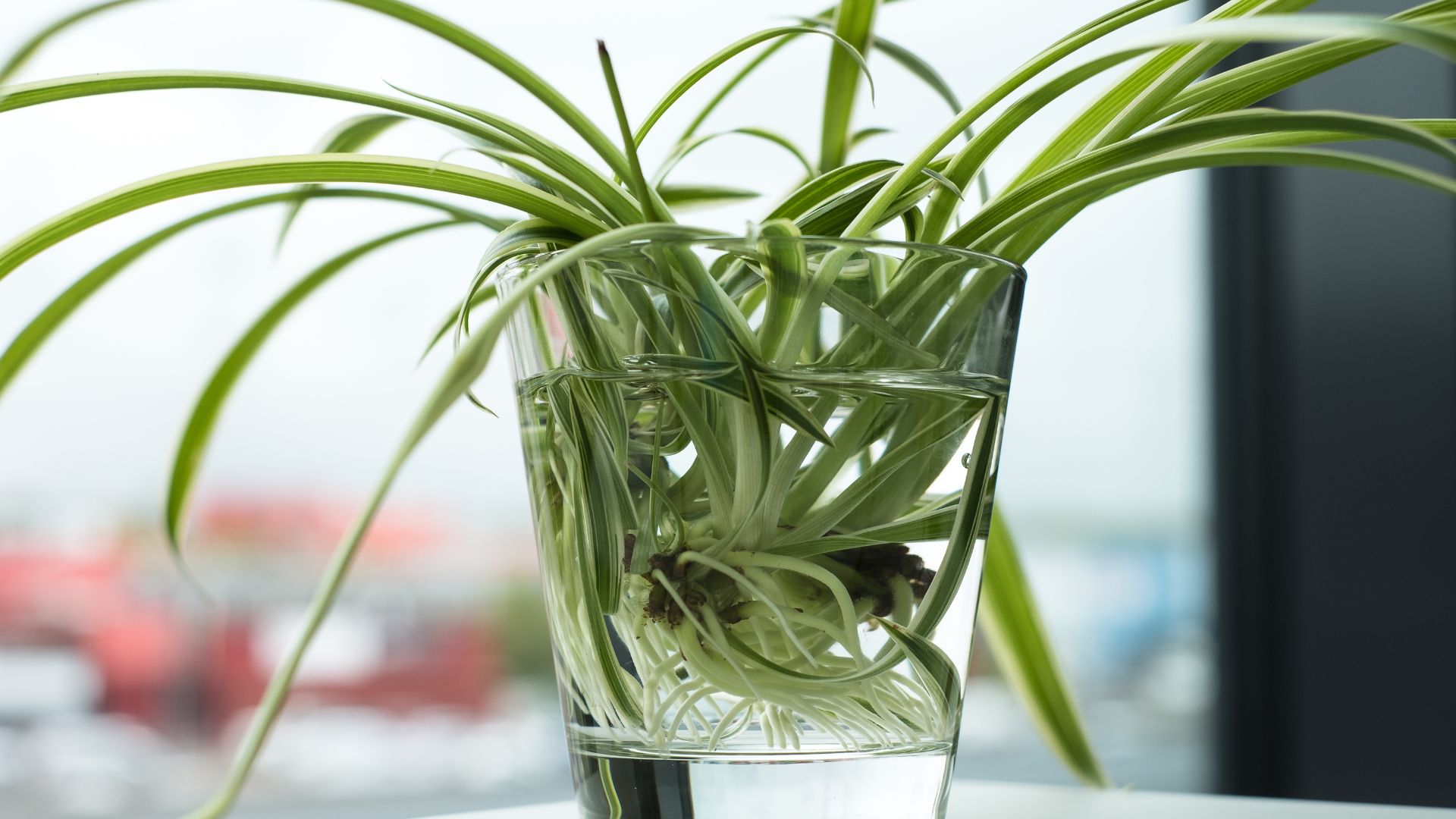 spider plant water propagation