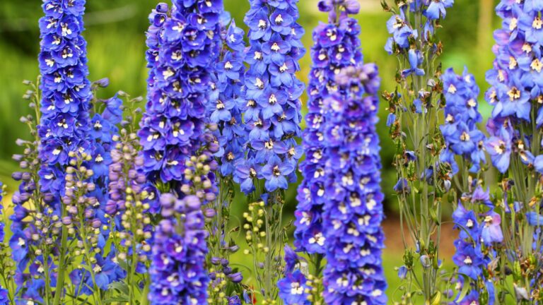 blue delphinium flowers