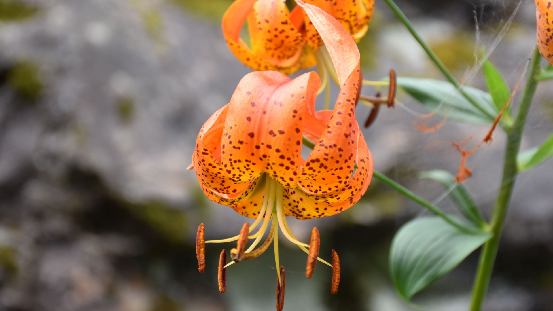 turkish cap flower